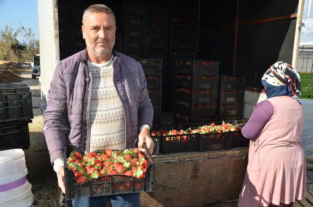 Serik’te Turfanda Çilek Hasadı Başladı 5